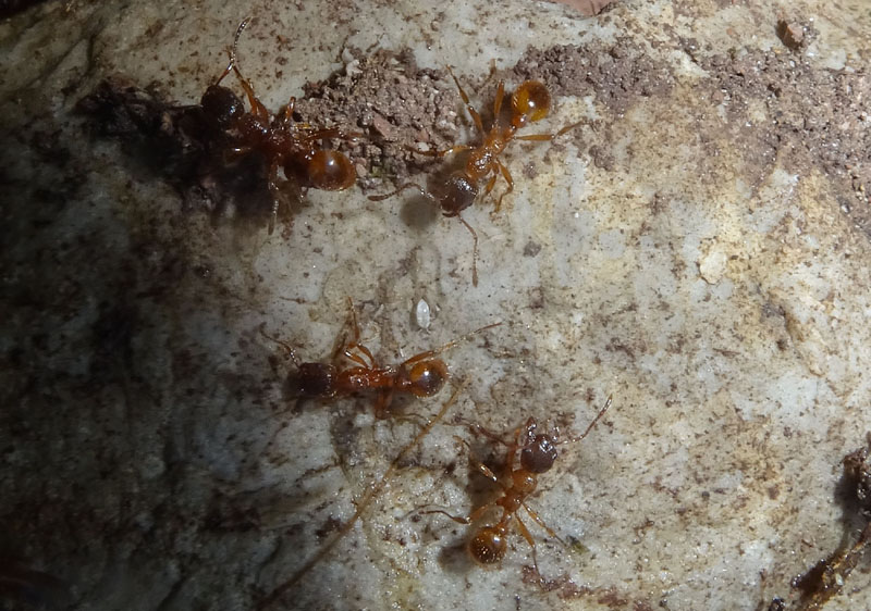 colonia intera di Myrmica sp. - Formicidae